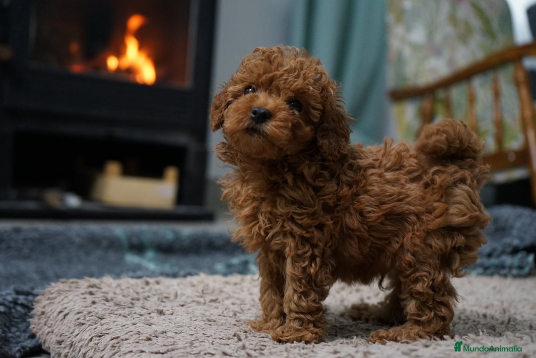 Caniche Toy perros en venta: 🐾 Atom – Caniche Toy rojo intenso ❤️✨ - Anuncio 7