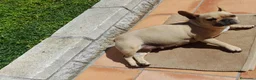 Bulldog Francés perros en venta: Bulldog francés  - Anuncio 2