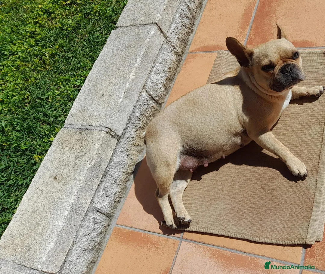Bulldog Francés perros en venta: Bulldog francés  - Anuncio 2