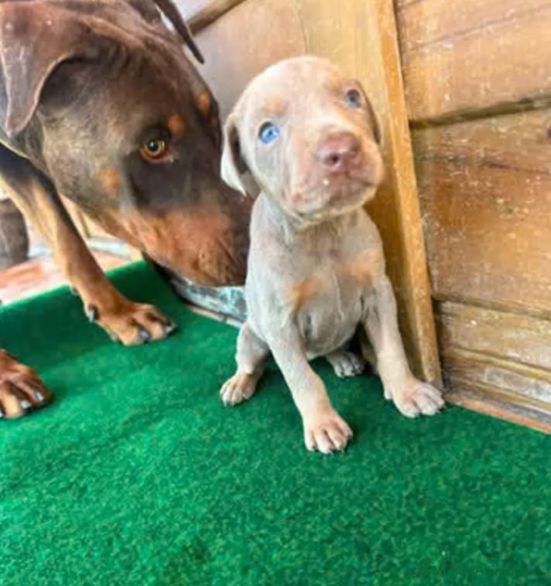 Dobermann perros en venta: Dobermann - Anuncio 1