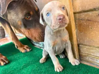 Dobermann perros Dobermann - Anuncio 1