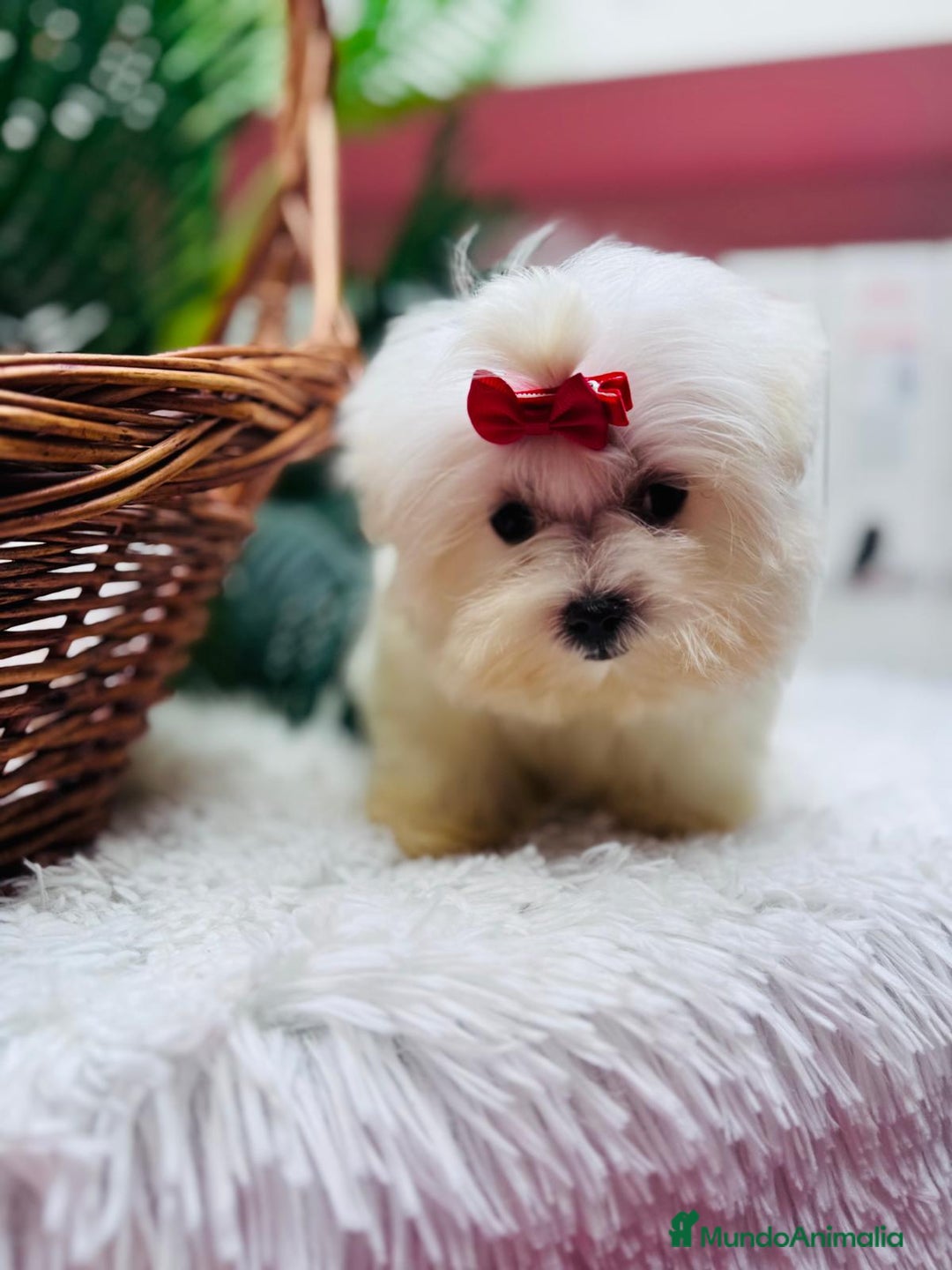 Bichón Maltés perros en venta: BICHON MALTES HEMBRA - Anuncio 10