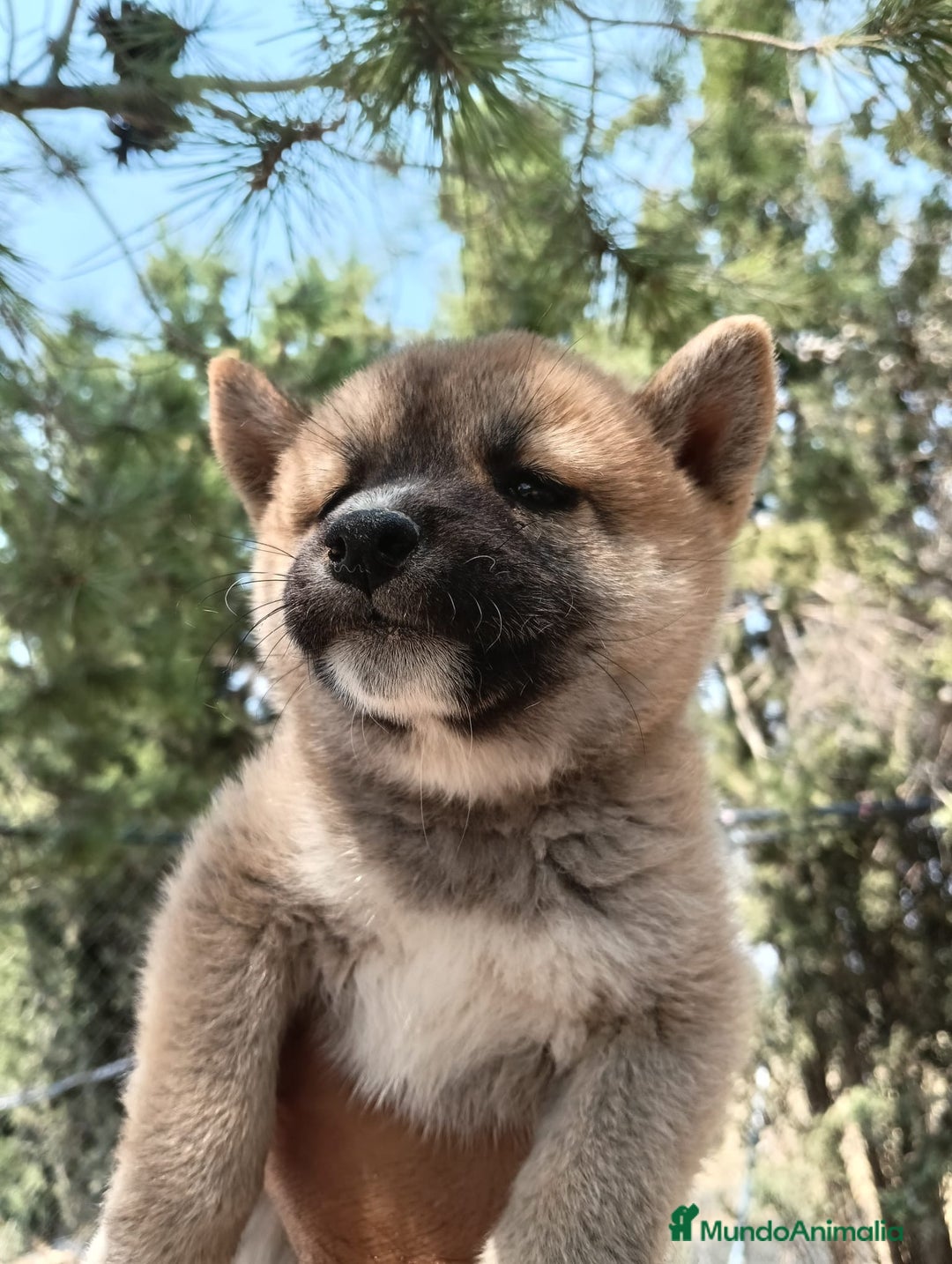 Shiba Inu perros en venta: Shiba inu - Imagen 5