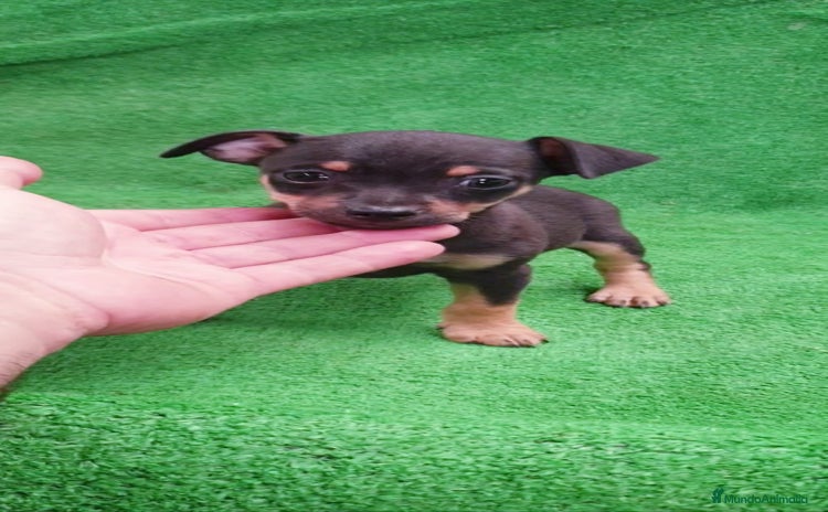 Pinscher Miniatura perros Pincher Miniatura  - Anuncio 2