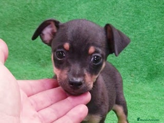 Pinscher Miniatura perros Pincher Miniatura - Anuncio 1