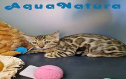Bengalí gatos en venta: Bengali Hembra 4606 AQUANATURA - Imagen 5