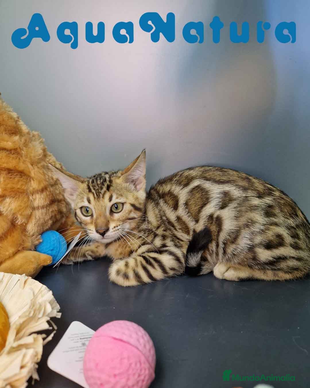 Bengalí gatos en venta: Bengali Hembra 4606 AQUANATURA - Imagen 5