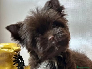 Yorkshire Terrier perros Exclusivos Yorkshire Chocolate toy - Anuncio 29