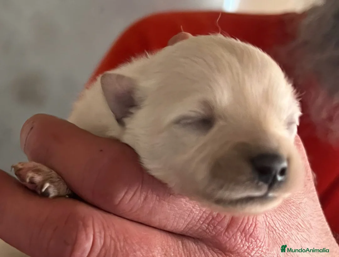 Pomerania perros en venta: Pomeranian  - Anuncio 2