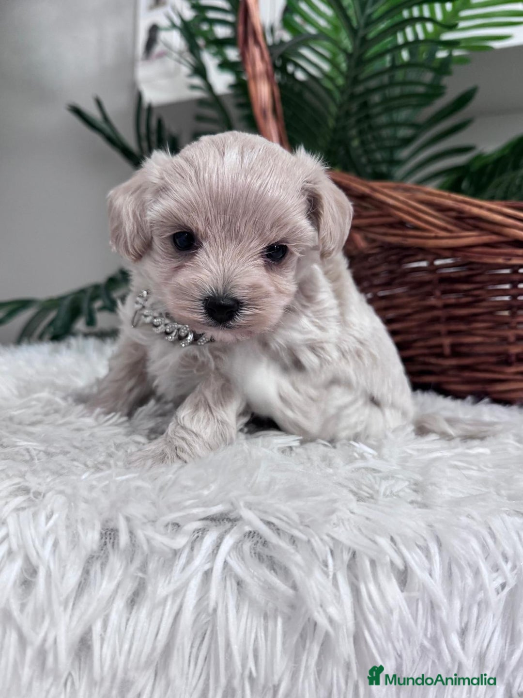 Maltipoo perros en venta: MALTIPOO MACHO - Anuncio 6