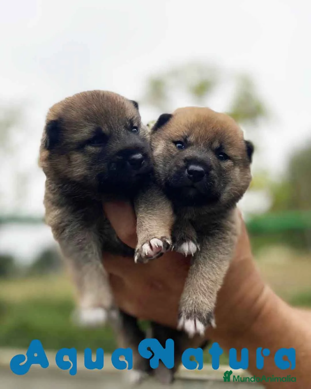 Shiba Inu perros en venta: Camada Shiba Inu de Marina y Simbad - AQUANATURA en Barcelona - Anuncio 3