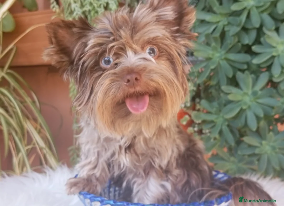 Yorkshire Terrier perros en venta: Cachorros Yorkshire Chocomerle  - Anuncio 2