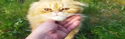Foldex gatos en venta: Espectacular perfold - Anuncio 7