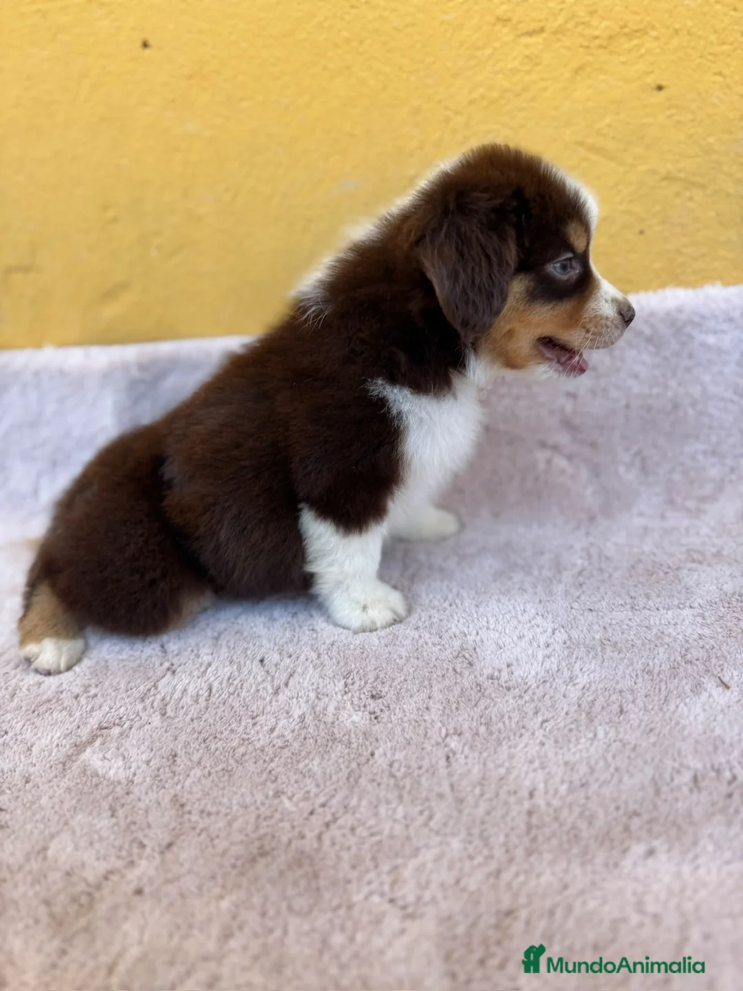 Pastor Miniatura Americano perros en venta: Cachorros de mini pastor americano rojo - Anuncio 1