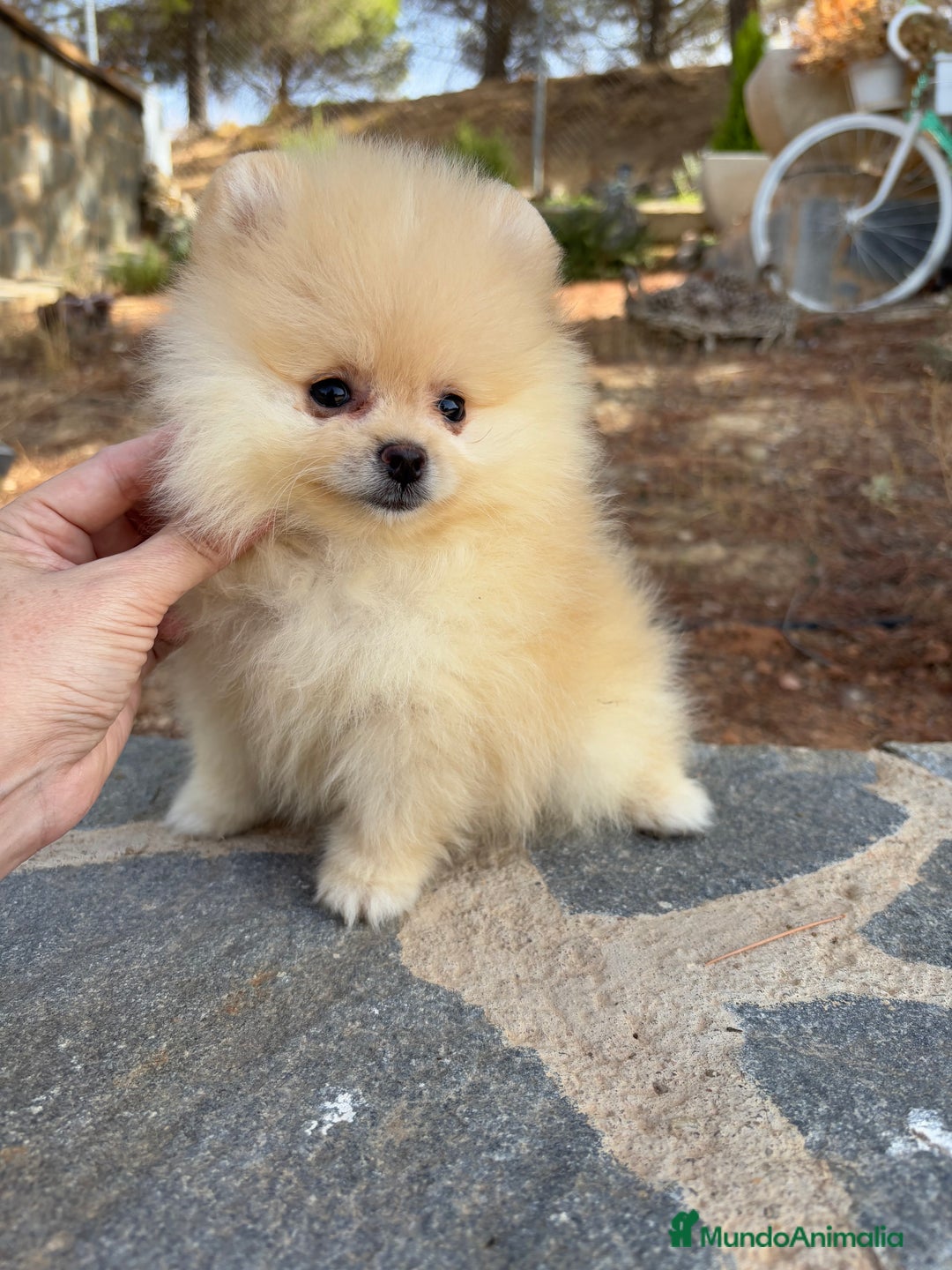 Pomerania perros en venta: Pomerania Toy hembra - Imagen 1