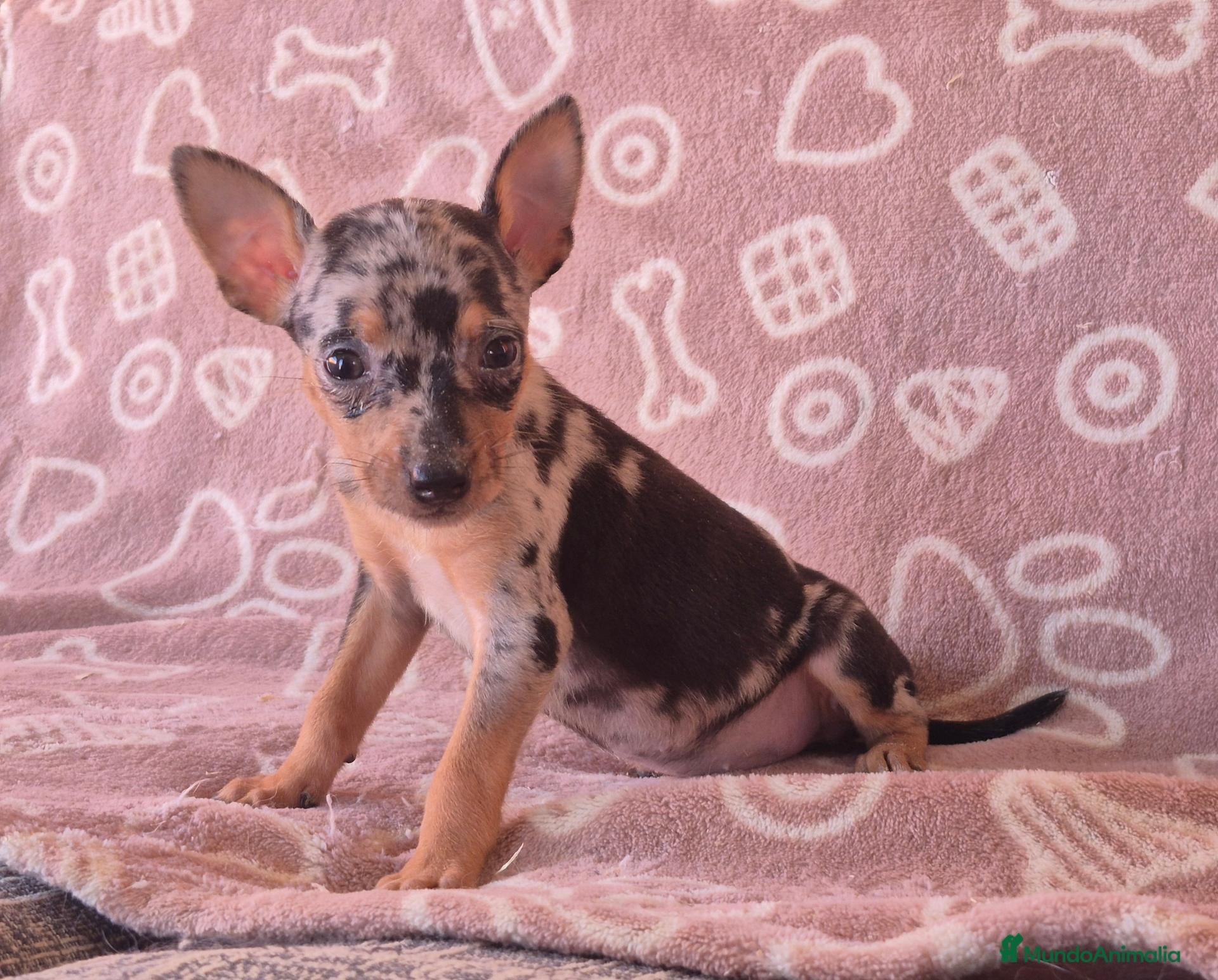 Pinscher Miniatura perros Pincher Miniatura Merles azul - Anuncio 1