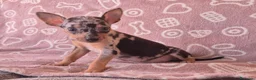 Pinscher Miniatura perros en venta: Pincher Miniatura Merles azul - Anuncio 1