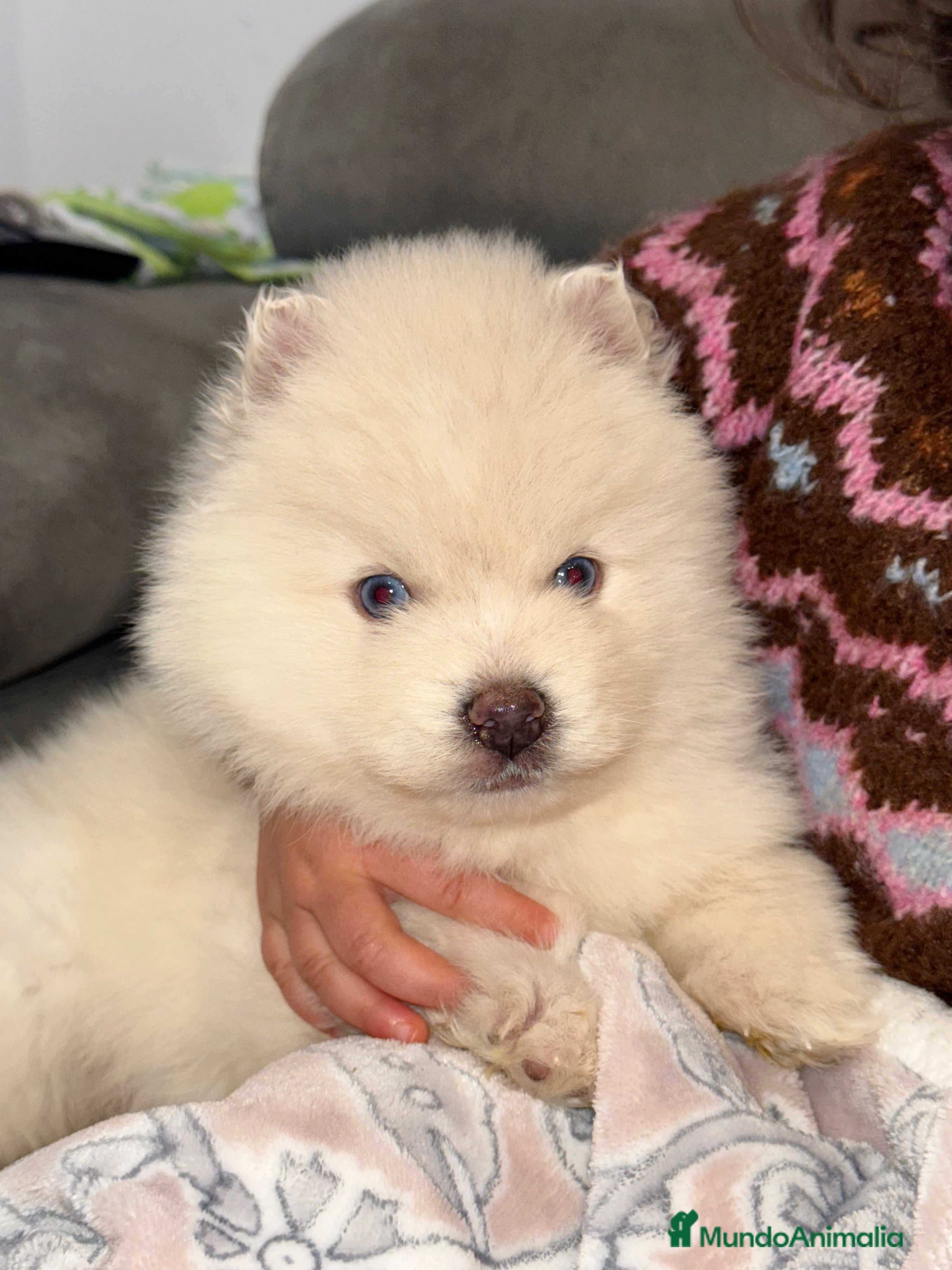 Pomsky perros Pomsky mini huskys ojos azules  - Anuncio 5