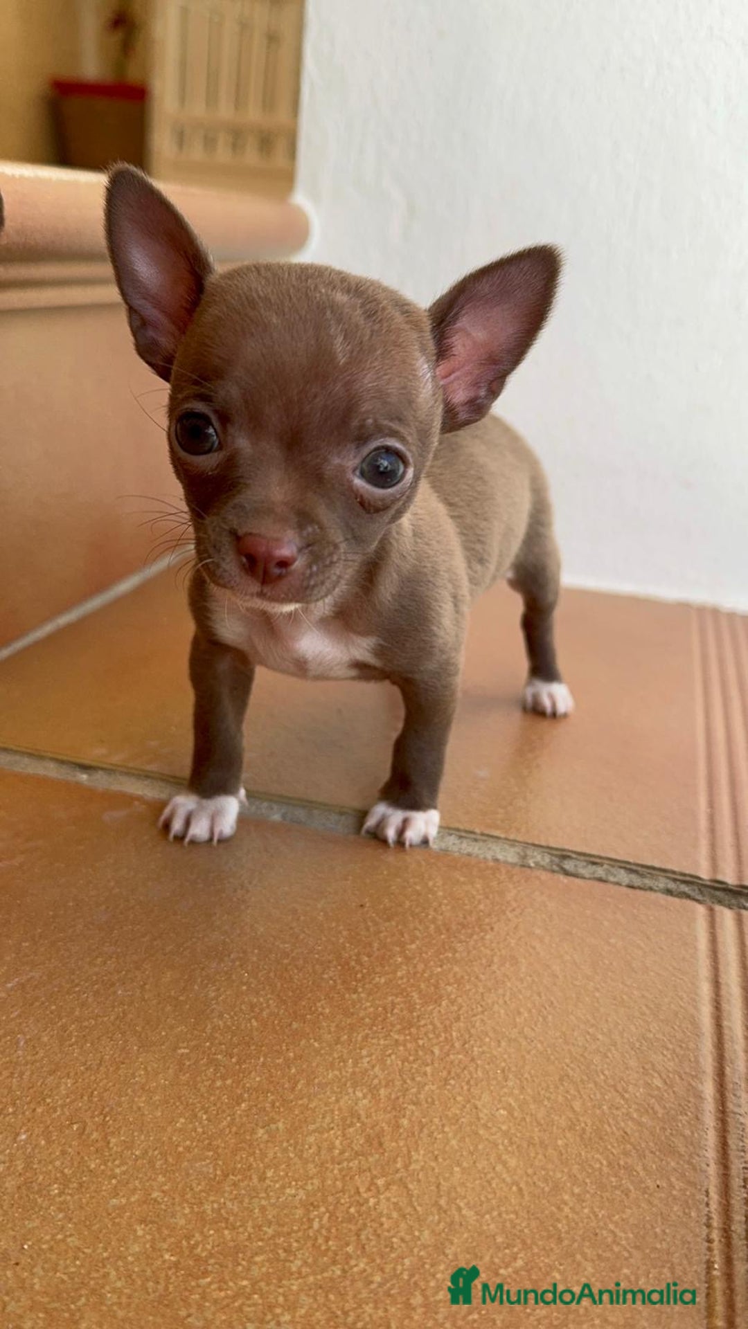 Chihuahua perros en venta: CHIHUAHUA HEMBRA - Anuncio 4