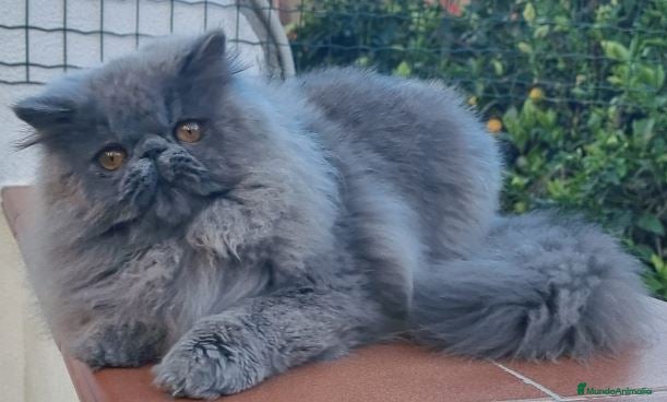 Persa gatos en venta: Camada de persas en Barcelona - Anuncio 2