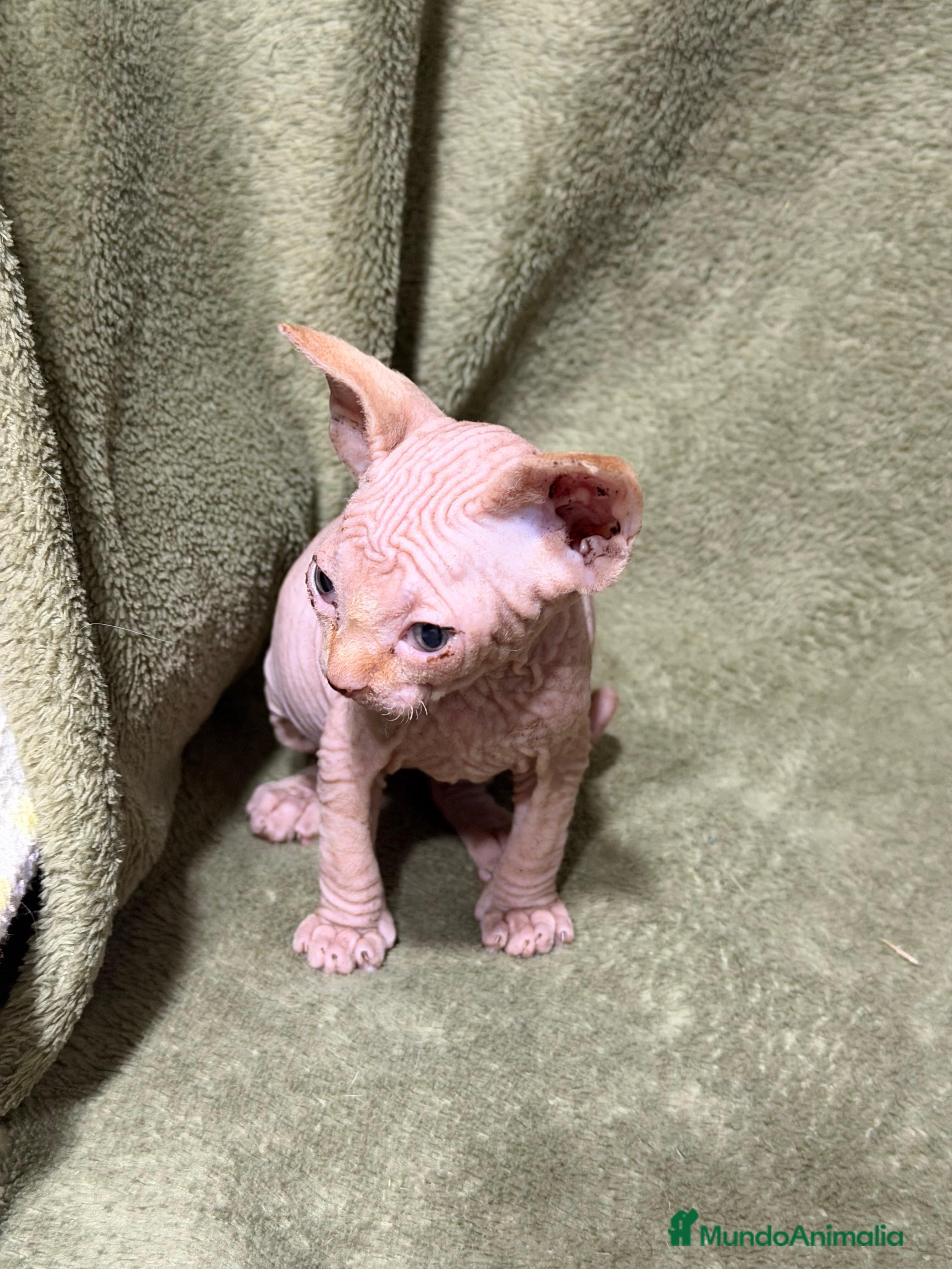 Sphynx gatos en venta: Camada Sphynx preciosa - Anuncio 5