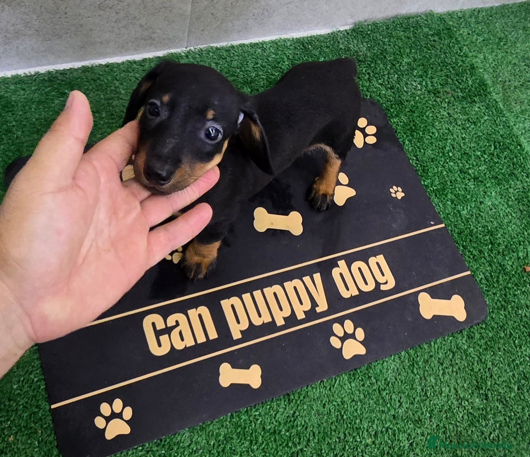 Teckel Miniatura perros en venta: Teckel negro/fuego - Imagen 2