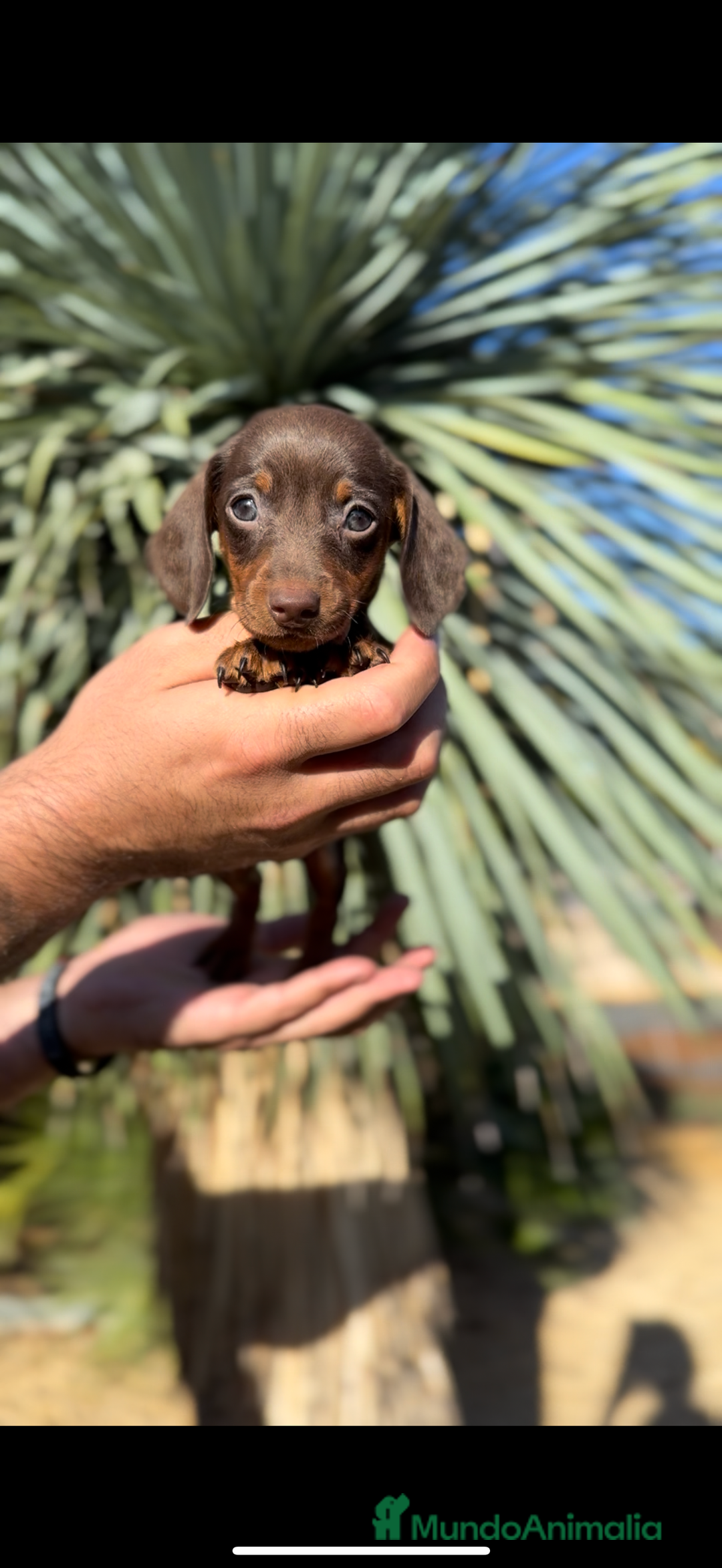 Teckel perros en venta: TECKELS KANINCHEN DE CALIDAD  - Imagen 6