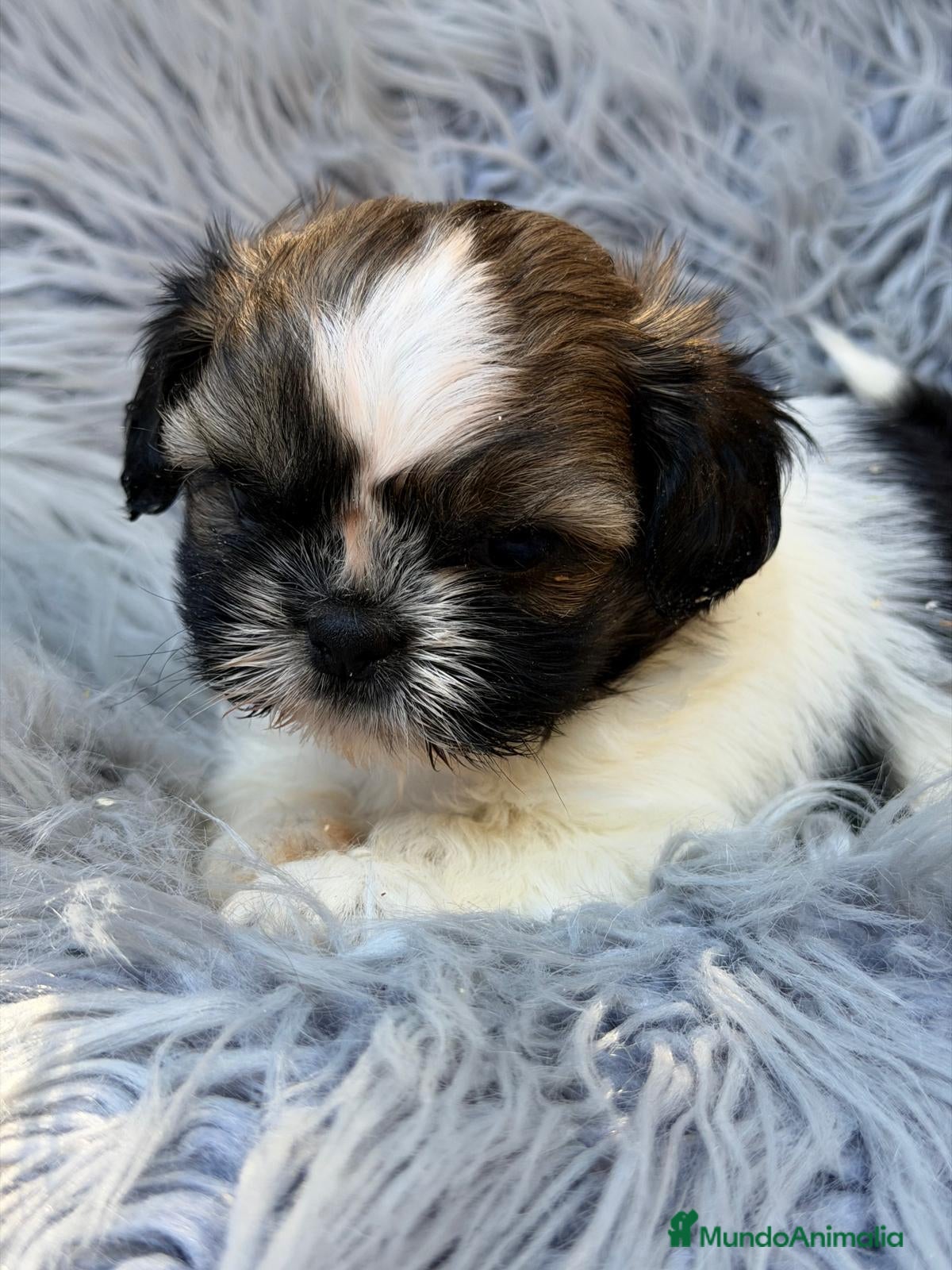 Shih Tzu perros SHIH TZU MACHO - Anuncio 2