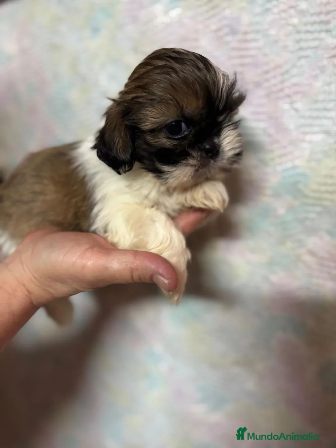 Shih Tzu perros en venta: Shih Tzu hembra disponible !!! - Anuncio 1