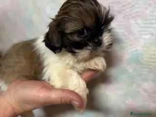 Shih Tzu perros Shih Tzu hembra disponible !!! - Anuncio 1
