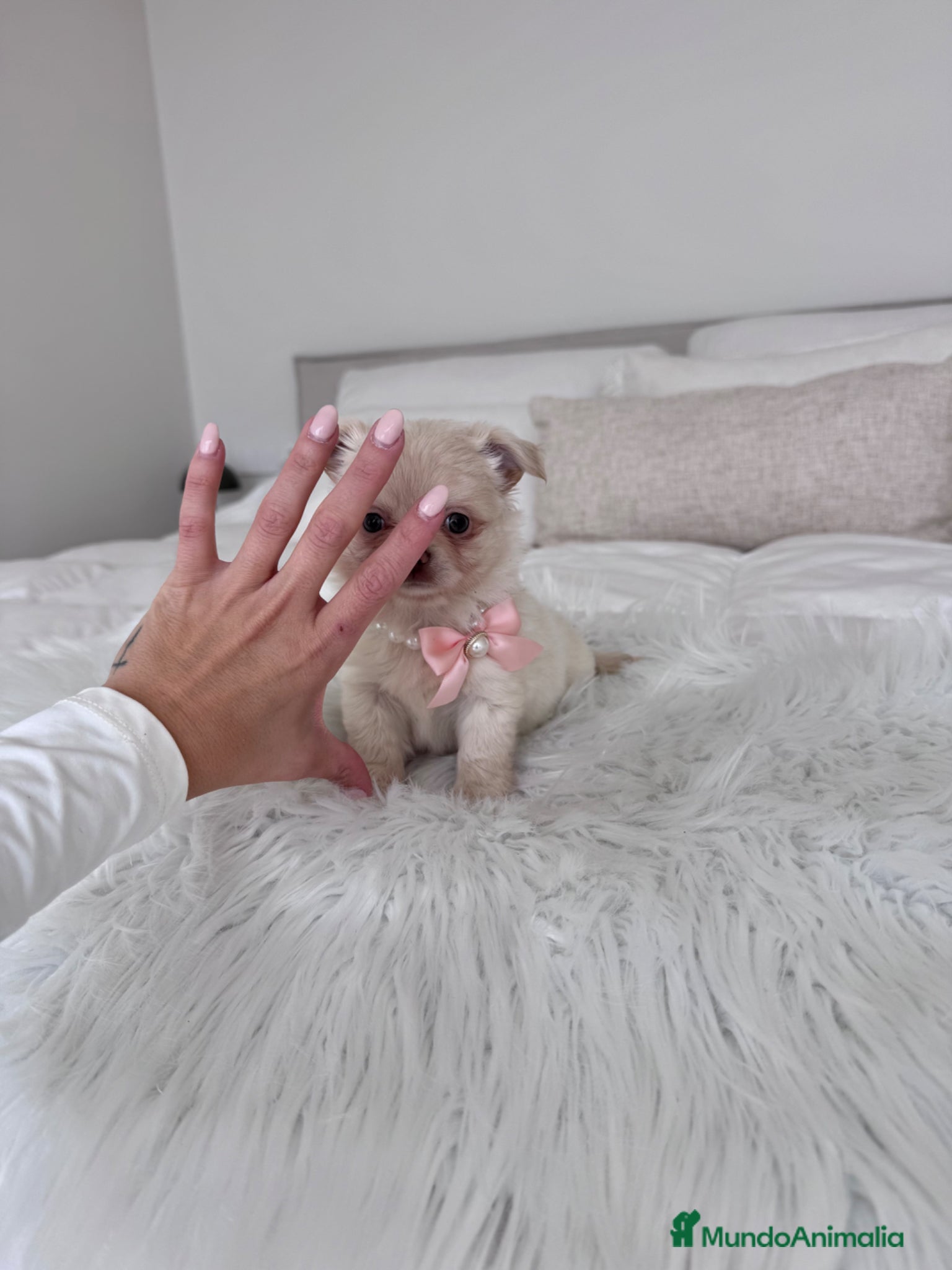 Chihuahua perros  Chihuahua hembra - Anuncio 1