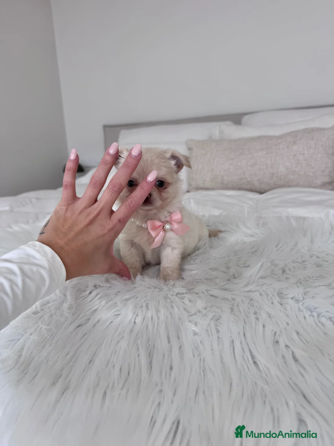 Chihuahua perros en venta:  Chihuahua hembra - Anuncio 1