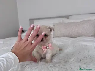 Chihuahua perros Chihuahua hembra - Anuncio 1