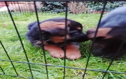 Pastor Alemán perros en venta: Cachorros de pastor alemán  - Anuncio 2