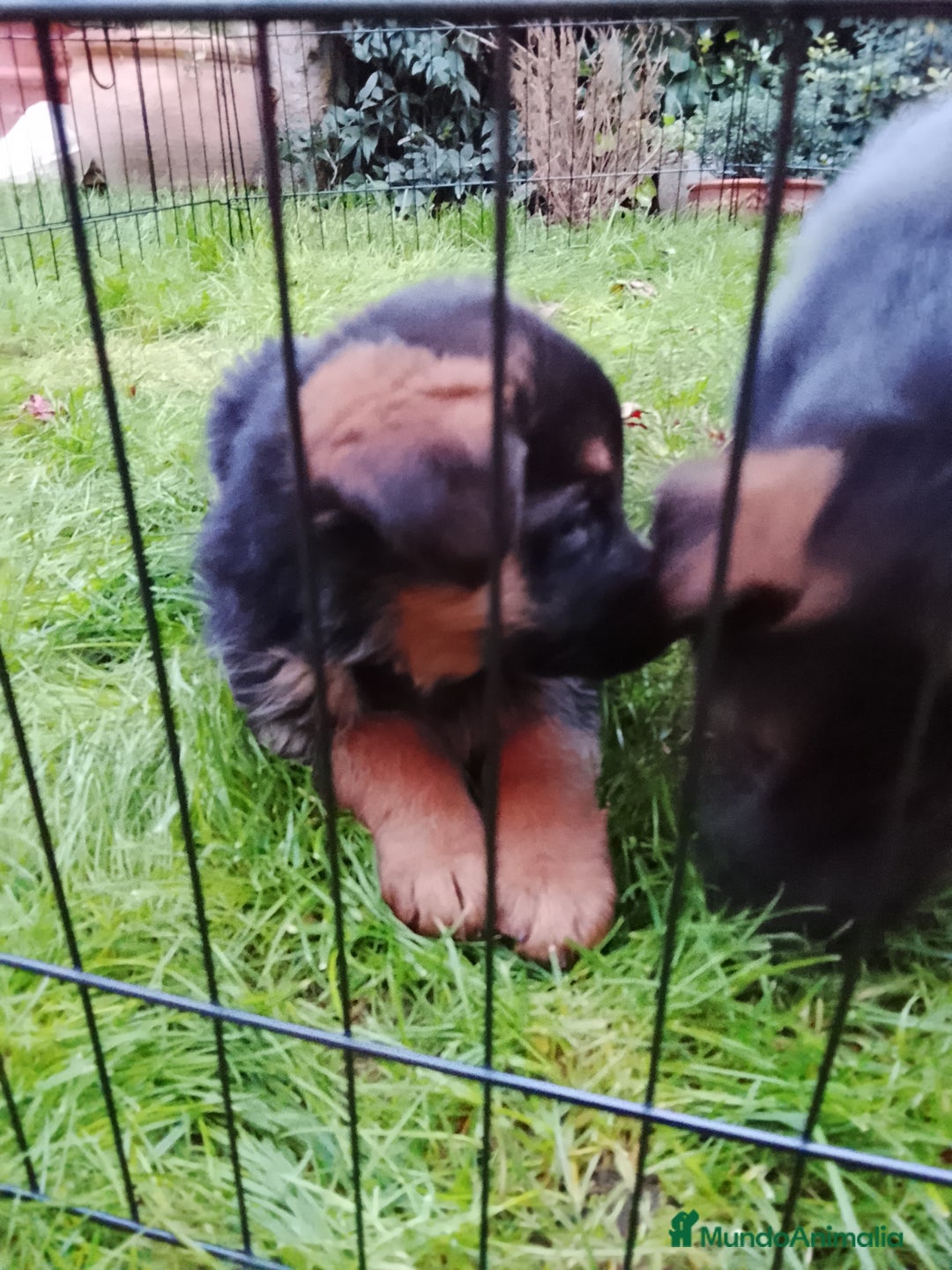 Pastor Alemán perros en venta: Cachorros de pastor alemán  - Anuncio 2