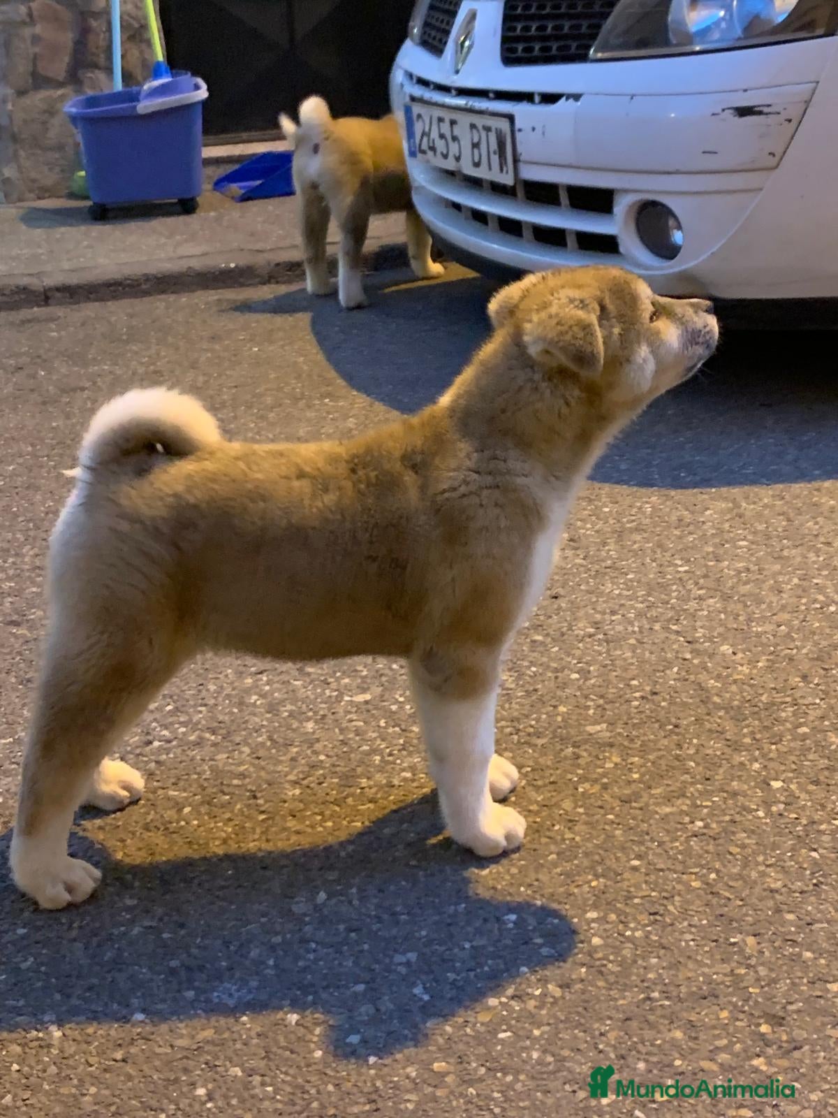 Akita Americano perros Akita Americano - Anuncio 3