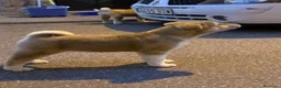 Akita Americano perros en venta: Akita Americano - Anuncio 1