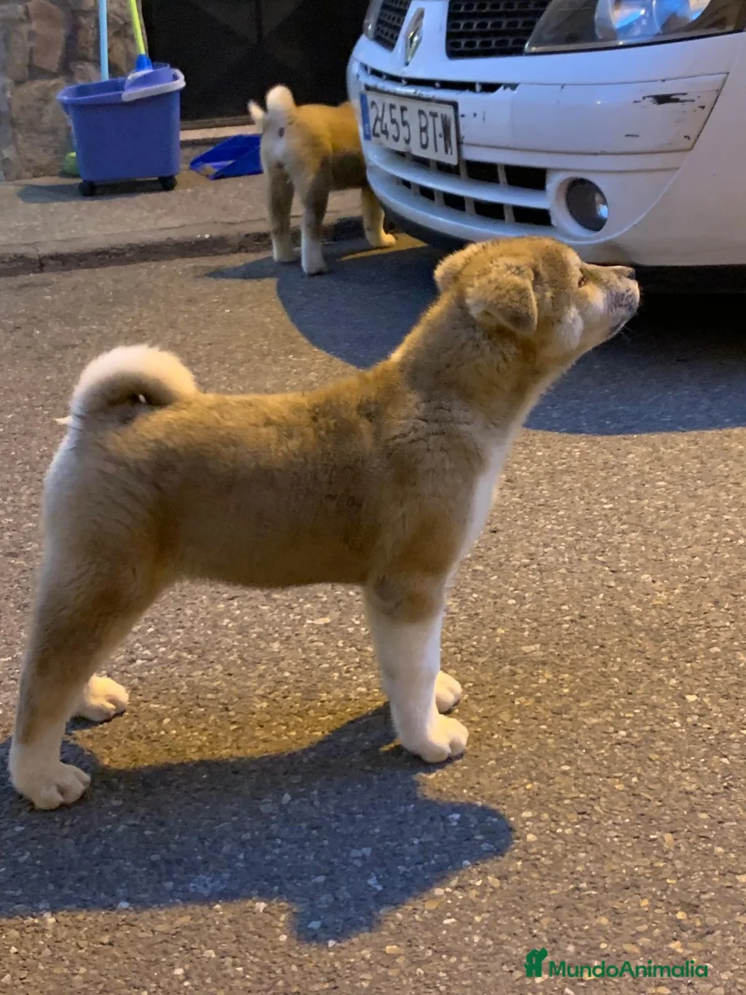 Akita Americano perros en venta: Akita Americano - Anuncio 1