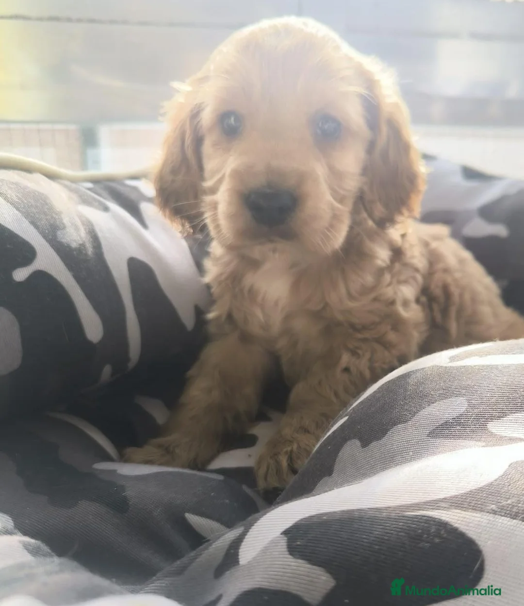 Cocker Spaniel Inglés perros en venta: Cocker spaniel inglés  - Anuncio 2