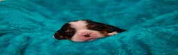 Cavalier King Charles Spaniel perros en venta: cachorros calidad compañia macho y hembra - Anuncio 11