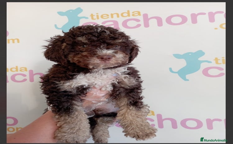 Perro de Agua Español perros - Anuncio 1