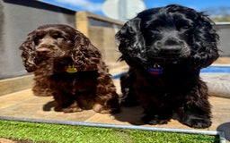 Cocker Spaniel Americano perros en venta: Cocker spanier black tan y negro - Imagen 5