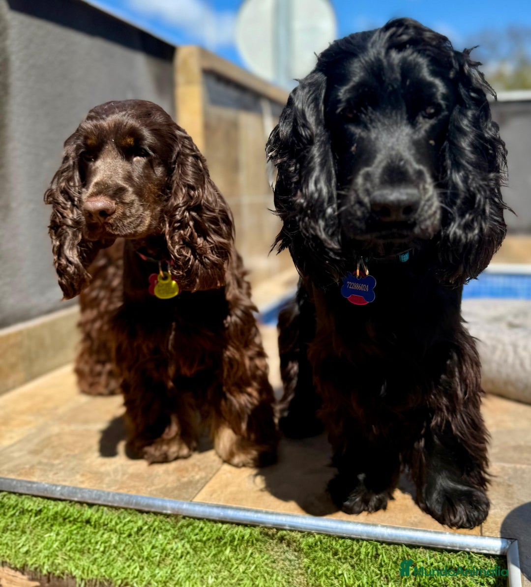 Cocker Spaniel Americano perros en venta: Cocker spanier black tan y negro - Imagen 5