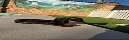 Teckel perros en venta: Teckel kaninchen - Anuncio 6