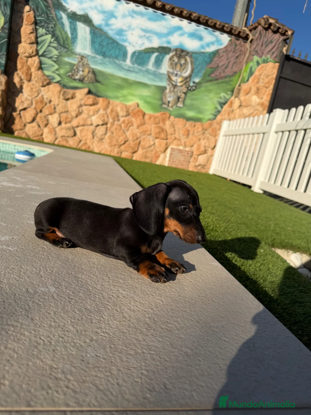 Teckel perros en venta: Teckel kaninchen - Anuncio 6