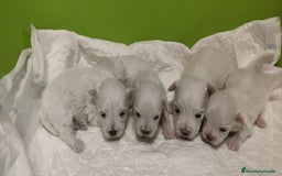 Bichón Maltés perros en venta: Bichón Maltés Toy  - Imagen 7