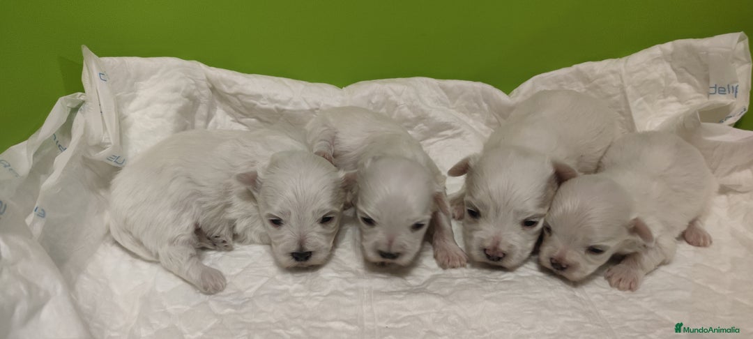 Bichón Maltés perros en venta: Bichón Maltés Toy  - Imagen 7