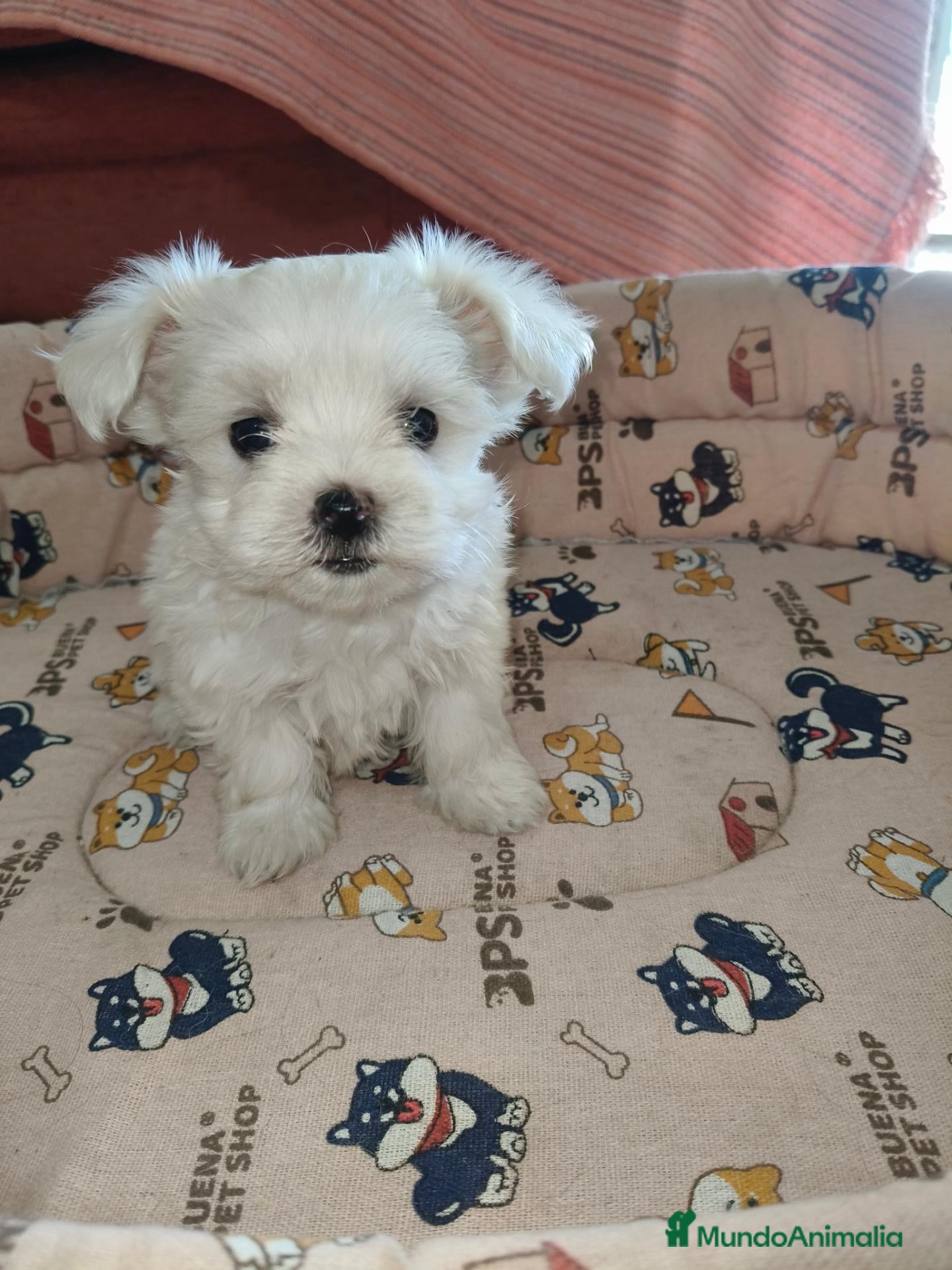 Bichón Maltés perros Bichon maltes toy - Anuncio 22