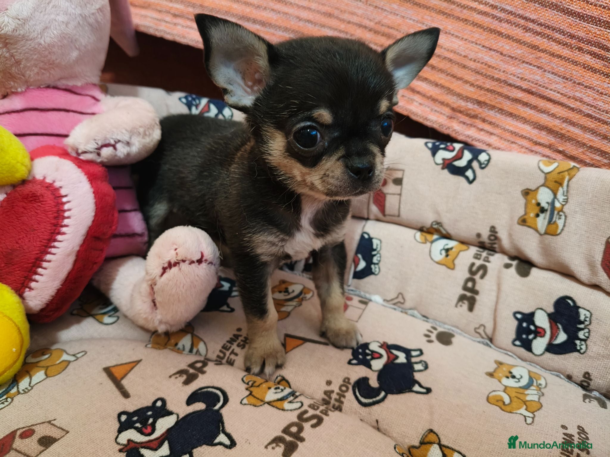 Chihuahua perros Chihuahua Toy - Anuncio 1