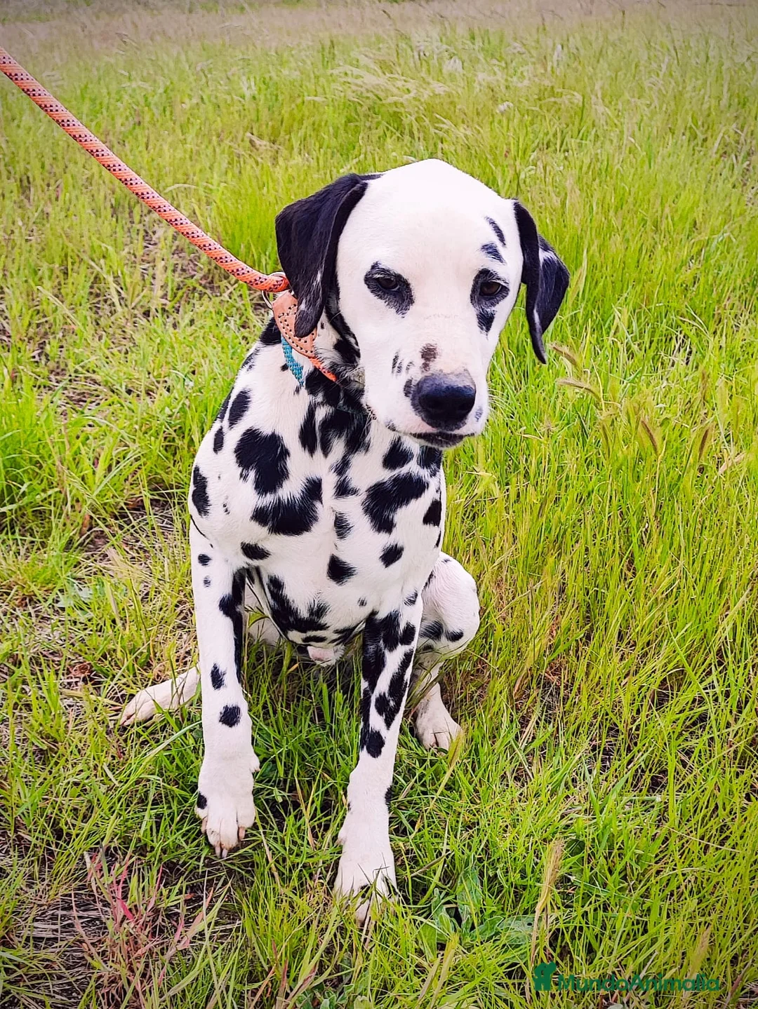 Dálmata perros para monta: Dálmata montas - Anuncio 2